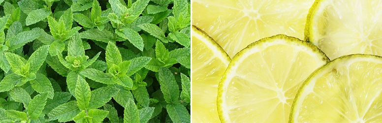 Talpreflexológiás kezelés kedvezményesen, a DIamondDeal kuponjával!