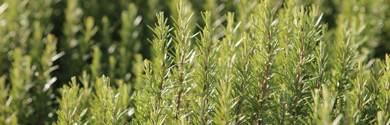 Levendula olajos egész testes masszázs kupon a DiamondDeal-en!