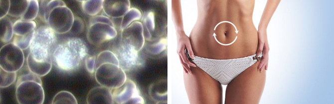 candida, teszt, dr. kósnay