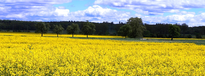 Számolj le a hajhullással, és a száraz, töredezett, fénytelen hajnak is búcsút inthetsz a repceolaj áldásos hatásaival, s egy DiamondDeal kuponnal a kezedben nagy kedvezménnyel!