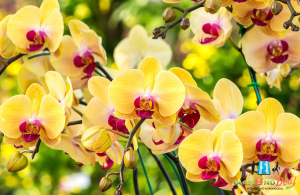 Páratlan tavaszi kirándulás: Buszos utazás Klosterneuburgba az orchidea kiállításra