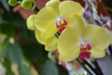 Páratlan tavaszi kirándulás: Buszos utazás Klosterneuburgba az orchidea kiállításra