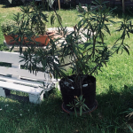 Ízletes varázslat akár az egész család részére: Családi pizzázás maximum 6 fő részére