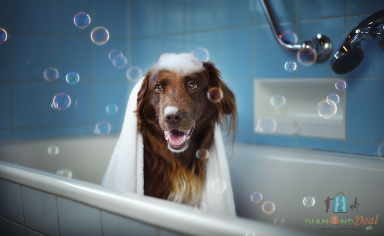 A hűséges őrzők megérdemlik a legjobbat! Kutyakozmetika nagy testű kutyusoknak, IV. kerületben