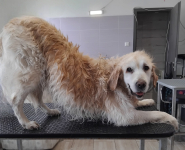 A hűséges őrzők megérdemlik a legjobbat! Kutyakozmetika nagy testű kutyusoknak, IV. kerületben