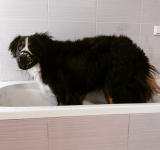 A hűséges őrzők megérdemlik a legjobbat! Kutyakozmetika nagy testű kutyusoknak, IV. kerületben