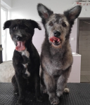 A hűséges őrzők megérdemlik a legjobbat! Kutyakozmetika nagy testű kutyusoknak, IV. kerületben