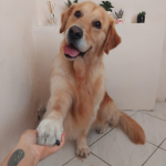 A hűséges őrzők megérdemlik a legjobbat! Kutyakozmetika nagy testű kutyusoknak, IV. kerületben