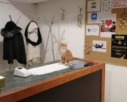 Csak a DiamondDealen: választható 60 vagy 90 perces mustármagolajas teljes testmasszázs