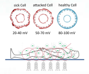 Sejtregenerálás, energetizálás 2 alkalommal Human Regenerator kezeléssel, Dunakeszin