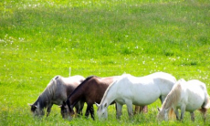 3 nap/2 éj, 2 főre reggelivel, az őrségi Kerca Bio Farm, La Finca tornácos házában 