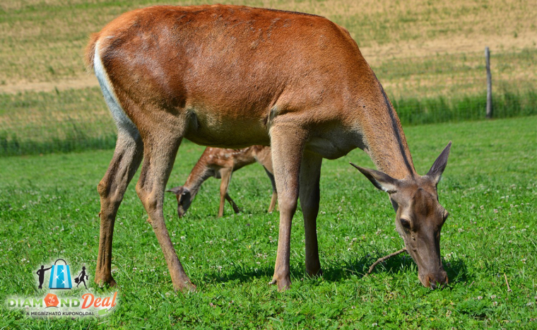 LAST MINUTE ajánlat! Kisvasúttal Somogyban, autóbuszos kirándulás 2021. április 18-n.