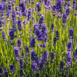 Dörgicse – Levendárium, romtemplomok és Balatonfüred autóbuszos kirándulás, 2021. június 20-n