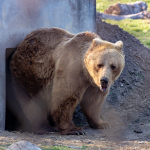 Nógrádi Vadaspark, Vác és A Veresegyházi Medveotthon autóbuszos kirándulás 2021. augusztus 21.-én!