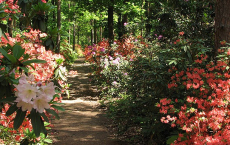 Buszos kirándulás: Vácrátót - Gödöllő - Máriabesenyő