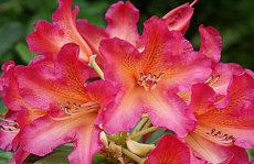 Buszos utazás Rododendron virágzás idején: Körmend és Kám