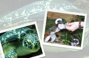 Fedezd fel Bécsben A Tenger Házát buszos utazásunkkal!