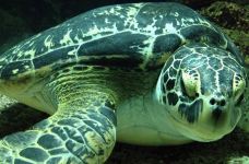 Fedezd fel Bécsben A Tenger Házát buszos utazásunkkal!