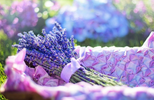 Levendulaszüret Kőröshegyen - buszos utazás