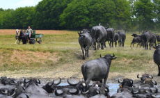 Élményteli buszos utazás: Kányavári sziget – Bivaly rezervátum és Balatonfenyves