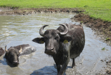 Élményteli buszos utazás: Kányavári sziget – Bivaly rezervátum és Balatonfenyves